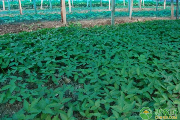 人參苗種植收獲時(shí)間為多久？人參苗栽培技術(shù)講解
