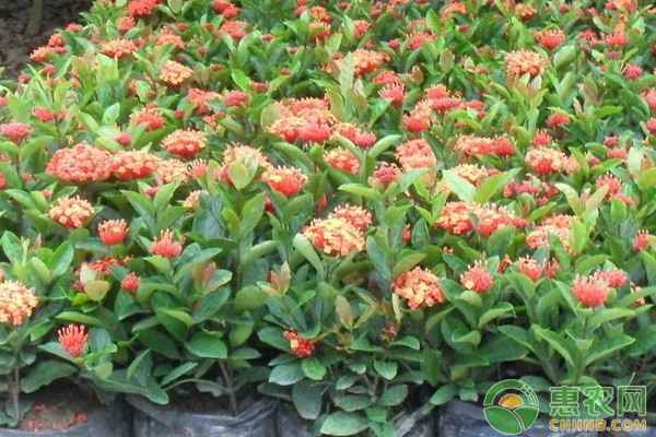 观花盆景如何合理施肥？观花盆景施肥要点及注意事项