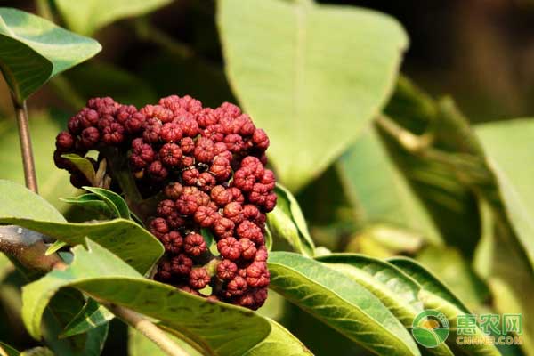 吴茱萸怎么种？吴<a href='https://www.cnhnb.com/p/zhuyu/' class='j-href' target='_blank'><span style='color:#FF8001'>茱萸价格</span></a>及种植技术
