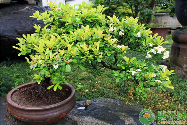 观花盆景如何合理施肥？观花盆景施肥要点及注意事项