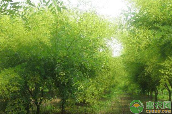 金槐怎么繁殖？金槐繁殖方法及种植技术