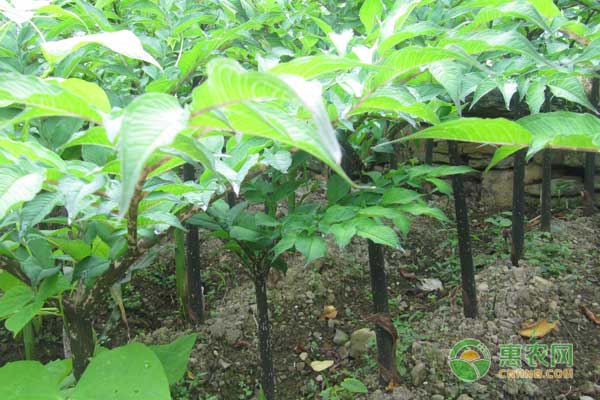 魔芋種植四項管理技術(shù)，助您高產(chǎn)