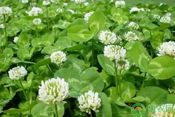 白三葉栽培管理技術(shù)及飼用價值