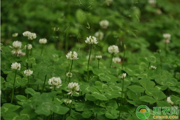 白三葉栽培管理技術(shù)及飼用價值