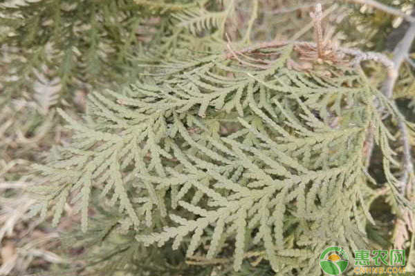 簡(jiǎn)述金球北美香柏繁殖技術(shù)（附病害防治）