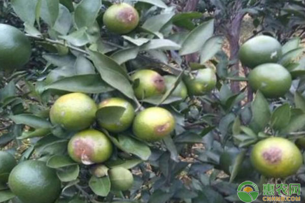 柑橘種植技術(shù)：柑橘炭疽病危害癥狀有哪些？如何防治？