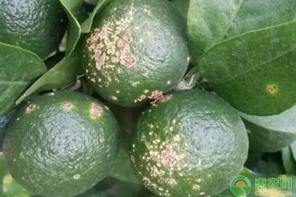 柑橘潰瘍病癥狀表現(xiàn)及防治措施