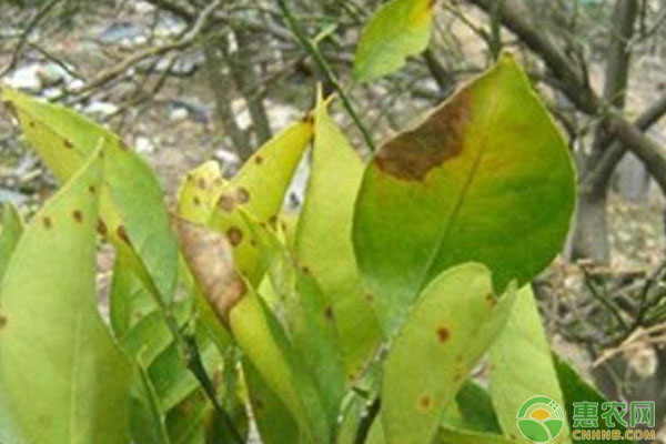 柑橘種植技術(shù)：柑橘炭疽病危害癥狀有哪些？如何防治？