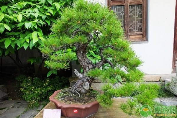 地柏盆景養(yǎng)護