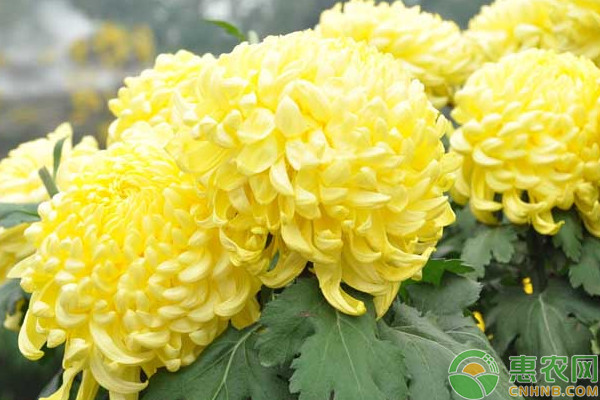 菊花的<a href='https://www.cnhnb.com/t/41047.html' class='j-href' target='_blank'><span style='color:#FF8001'>盆景制作</span></a>方法及日常养护要点