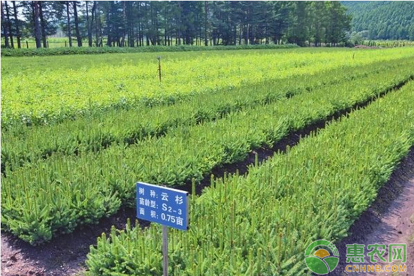 淺談側(cè)柏容器繁苗栽培技術