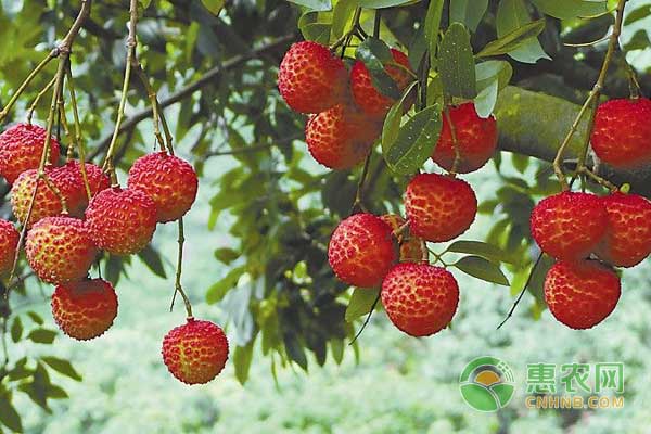 荔枝落果原因分析及壯花保果措施