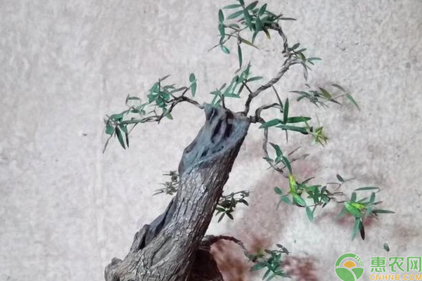 淺談云南尖葉木樨欖盆景栽培的養(yǎng)護(hù)管理技巧