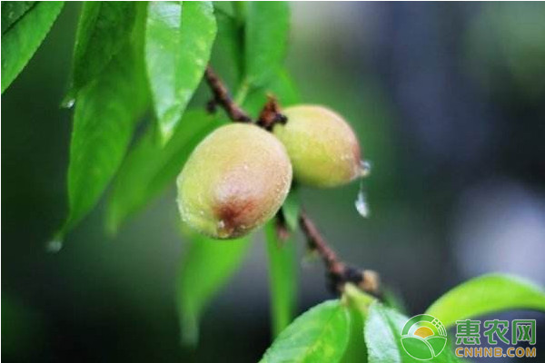 夏季果樹主要病蟲害的綜合防治措施