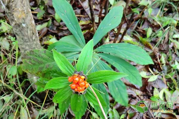 七葉一枝花種植有風(fēng)險(xiǎn)嗎？怎么降低七葉一枝花的種植風(fēng)險(xiǎn)