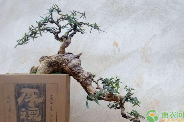 云南尖葉木樨欖盆景造型