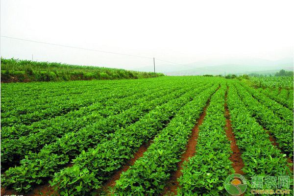花生如何種植才能高產(chǎn)？分享七個花生增產(chǎn)小妙招