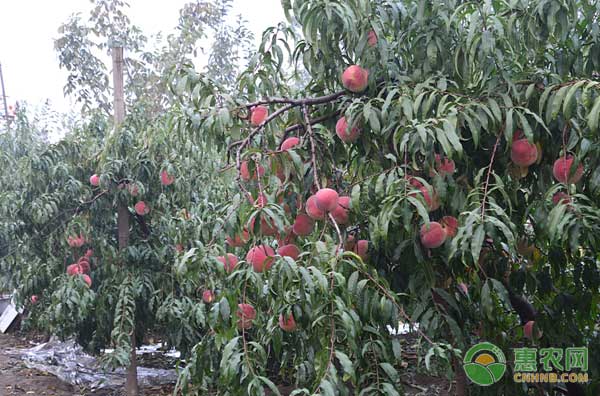 高產(chǎn)量高效益的桃樹(shù)主干型密植栽培技術(shù)