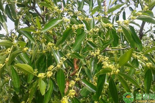 冬枣花期怎么管理？冬枣花期管理技巧