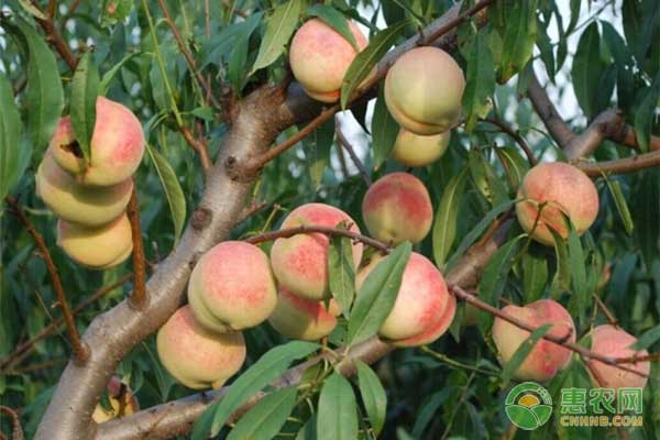 高產(chǎn)量高效益的桃樹(shù)主干型密植栽培技術(shù)