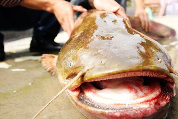 中国十大最脏鱼图片
