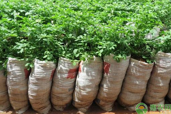 土豆最新<a href='http://www.iweekee.cn/t/42184.html' class='j-href' target='_blank'><span style='color:#FF8001'>種植方法</span></a>：教你如何用一個塑料袋<a href='http://www.iweekee.cn/t/116927.html' class='j-href' target='_blank'><span style='color:#FF8001'>種植土豆</span></a>