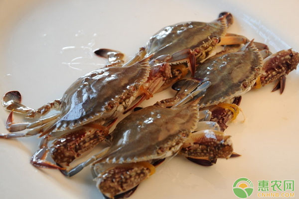 春季河蟹養(yǎng)殖常見六類病害（附病害防治方法）