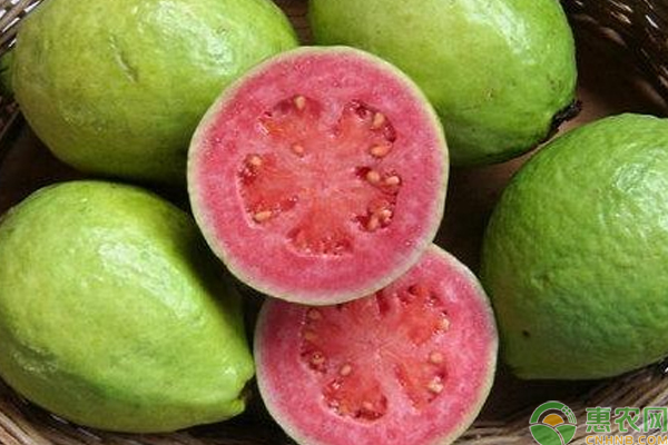 番石榴怎么种？番石榴种植技巧及注意事项