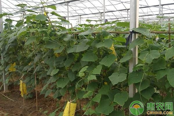 大棚溫室黃瓜花打頂現象的發(fā)生原因及防治方法