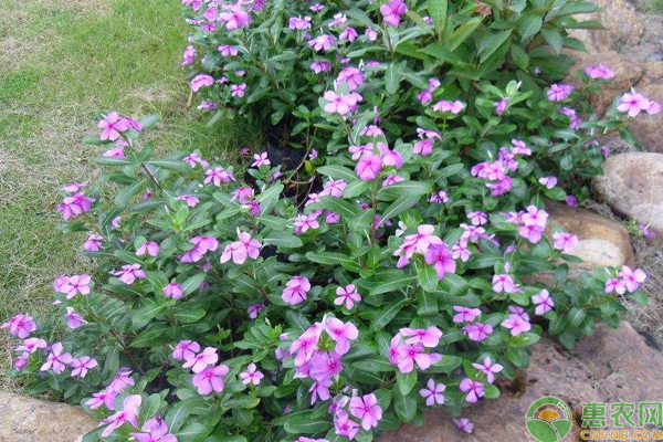 長春花怎么栽培？長春花家庭栽培技巧