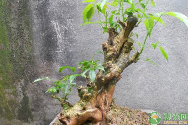 黃荊盆景