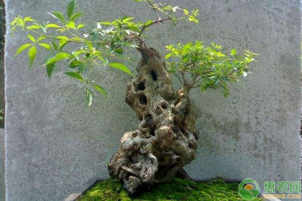 黃荊盆景制作