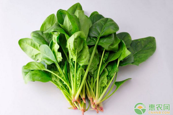 蔬菜如何打農(nóng)藥？蔬菜種植打藥技術(shù)指南