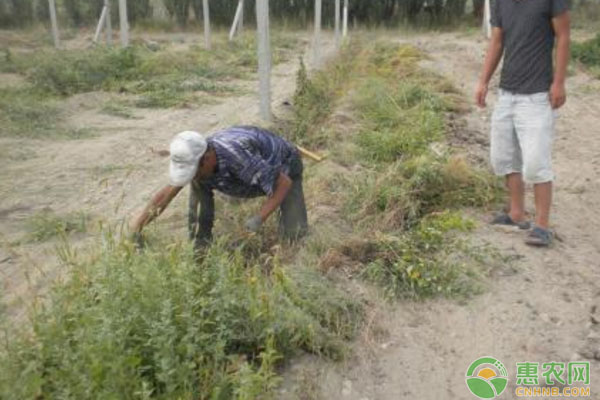 常见除草剂使用技巧大汇总（赶紧收藏！）