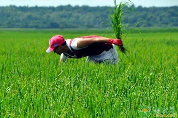 常见除草剂使用技巧大汇总（赶紧收藏！）