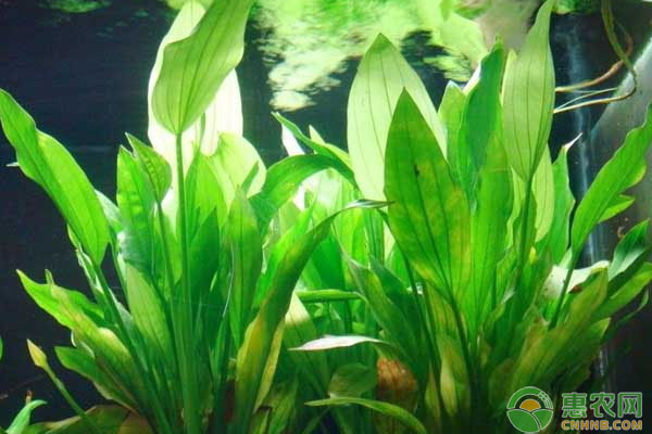 水草對河蟹養(yǎng)殖的作用有哪些？水草種植與管理講解