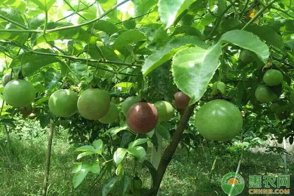 百香果種植中農(nóng)戶(hù)們關(guān)心的幾個(gè)問(wèn)題解答