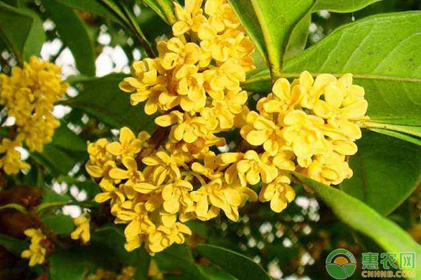 桂花怎么栽培？庭院栽培桂花的幾個要點