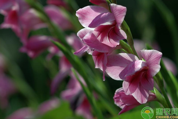 劍蘭花種植技術(shù)要點(diǎn)