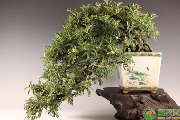 小石積如何制作盆景？小石積山樁盆景栽培養(yǎng)護管理技巧