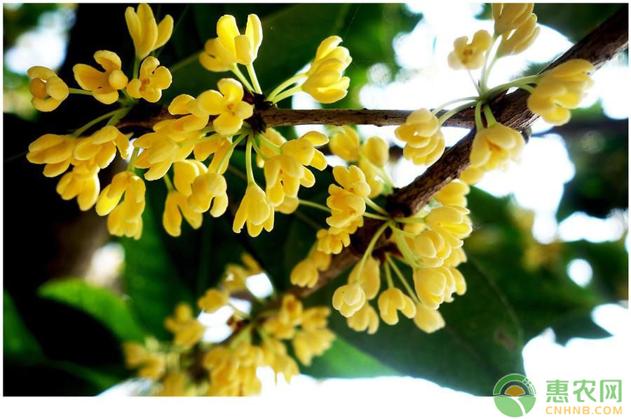 桂花怎么栽培？庭院栽培桂花的幾個要點