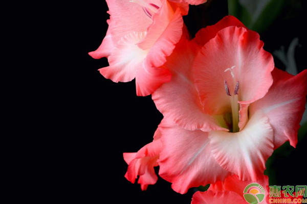 劍蘭花好種嗎？劍蘭花種植技術(shù)要點(diǎn)