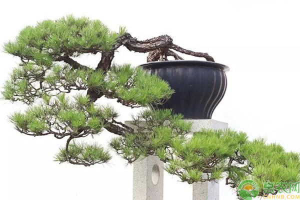 云南松盆景栽培造型養(yǎng)護管理技術