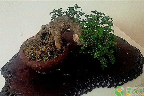 小石積如何制作盆景？
