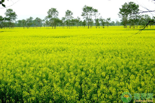 如何防治油菜“花而不实”的问题？油菜增产管理小窍门