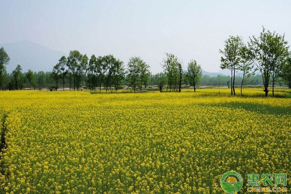 如何防治油菜“花而不实”的问题？油菜增产管理小窍门