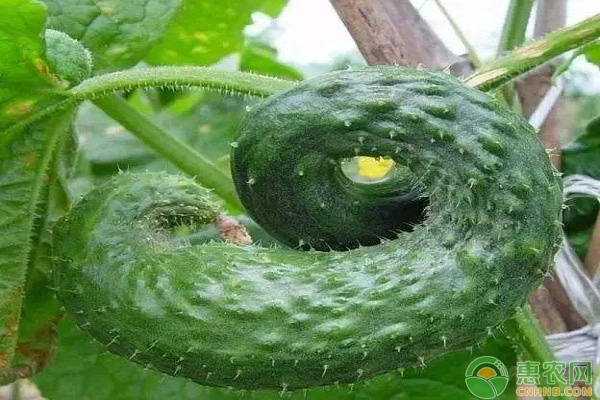 導(dǎo)致黃瓜“彎瓜”的原因有哪些？該如何防治？