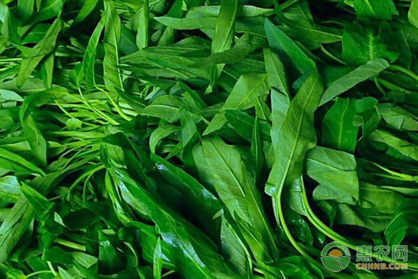 蔬菜病毒病危害癥狀表現(xiàn)及防治要點(diǎn)