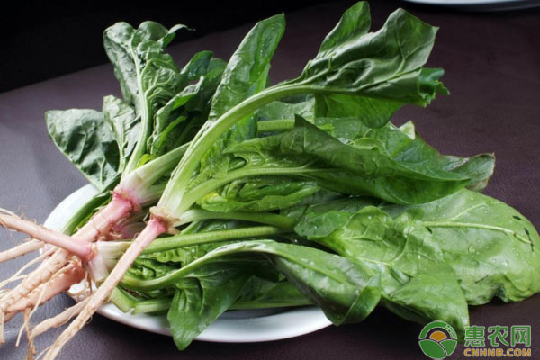 蔬菜病毒病危害癥狀表現(xiàn)及防治要點(diǎn)