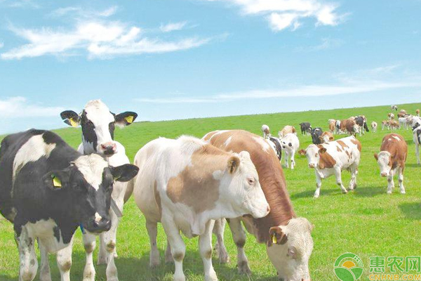 夏季奶牛养殖技巧及管理注意事项